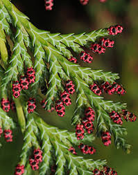 Image result for Cyphia lasiandra