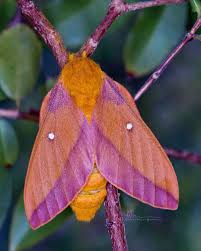 TgT-POGONOPHILE-3 — MURAT CANERIKLI @thehenchfiles