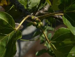 Image result for Ficus abutilifolia