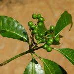 Image result for Rauvolfia vomitoria