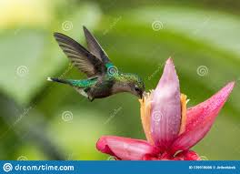 Kolibri Der Im Flug Nahe Bei Rosa Und Gelber Blume Garten Tropischer Wald Kolumbien Vogel Mit Ausgestreckten Flugeln Schwebt Stockfoto Bild Von Garten Kolibri 139918006