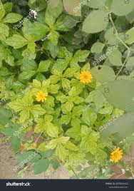 Image result for Sphagneticola trilobata