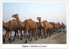 Great desert expedition log i. The Camel A Short Communication On Classification And Attributes