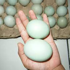 Check spelling or type a new query. Jual Telur Bebek Besar Premium Jakarta Barat Dheonshop Tokopedia