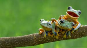 Black And Yellow Frog Australia How Many Froggies Are There In Australia Tree Frogs Frog Frog Wallpaper