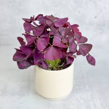 Image result for Oxalis anthelmintica