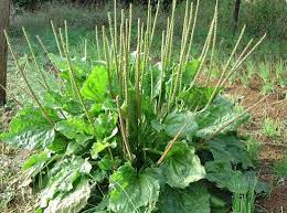 Daun kering tumbuhan belalai gajah mengandungi protein mentah (> 45%) dan 17 jenis asid amino. Tips Kesehatan Manfaat Daun Sendok Untuk Mengobati Penyakit Batu Ginjal Dan Batuk Berdarah