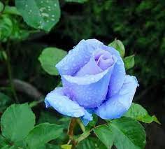 Traditionally, an emblem of peace and calm, blue can bring some serenity to your backyard. Exam Result Picture Blue Rose Flower Beautiful Rose Flowers Rose Flower Flowers