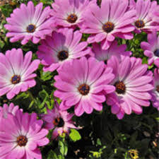 We did not find results for: Summer Flower Wholesale Price Mandi Rate For Summer Flower In India