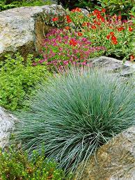 17 Top Ornamental Grasses Blue Fescue Grasses Landscaping Ornamental Grasses