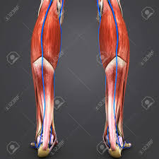 When there is damage to one of the structures that surround the knee joint, this can lead to discomfort and disability. Muscles And Bones Of Leg With Veins Posterior View Stock Photo Picture And Royalty Free Image Image 101900104