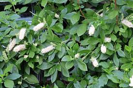 Spring white flowering bush identification. White Flowering Shrubs Add Understated Drama To The Garden Triblive Com