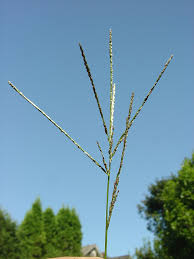 Image result for Digitaria gazensis