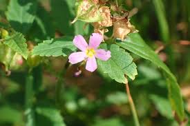 Image result for Melochia