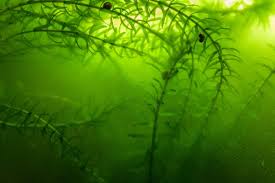 Image result for Elodea