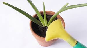 Whether you're growing indoors or outdoors, those serrated leaves contain something magical. How To Plant Aloe Vera With Pictures Wikihow