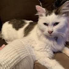 Manufacturers of himalayan salt lamps claim they release helpful negative ions into the room and clean the air. Vets Warn That Popular Himalayan Salt Lamps Can Be Dangerous For Pets
