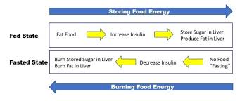 In the current gym frantic, and diet obsessed society, carbohydrates have been doomed with a bad reputation. Understanding Obesity Normal Digestion By Dr Jason Fung Medium