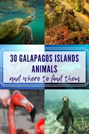 30 Galapagos Islands Animals And Where To Find Them Galapagos Islands Animals Galapagos Islands Galapagos