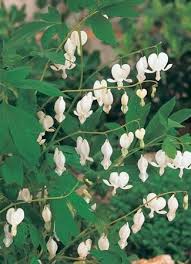 Image result for Dicentra spectabilis alba