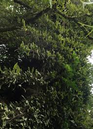 Image result for Oleandra distenta