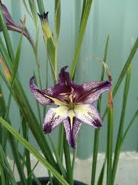 Image result for Gladiolus trichonemifolius