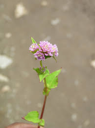 Image result for Persicaria nepalensis