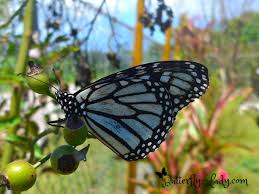 White Monarch Monarch Monarch Butterfly Butterfly