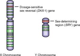 X Chromosome An Overview Sciencedirect Topics