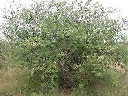 Image result for Acacia fleckii
