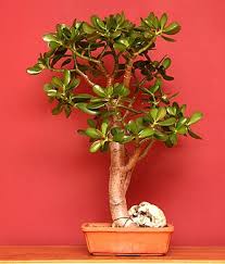 Image result for Crassula maputensis