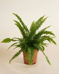 Image result for Nephrolepis exaltata