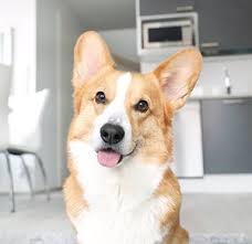 This cost is influenced by breeders and the color of the corgi. Topi The Corgi About