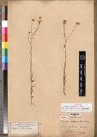 Image result for Felicia grantii