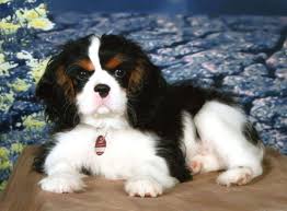 Oggi vedremo insieme quali sono le ragioni principali per adottare un cavalier king charles spaniel. Cavalier King Cuccioli Info Sulla Razza