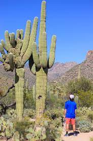 The saguaro cactus (carnegiea gigantea) is one of the defining plants of the sonoran desert. 5 Shocking Facts About Arizona S Saguaro Cactus Did You Know These Nuventure Travels