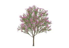 3d红花羊蹄甲su模型 plants landscape