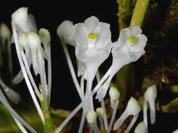 Image result for Podangis dactyloceras