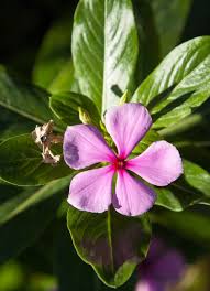 We also carry different types of palm trees. How Tampa Bay Area Gardeners Innovate To Save Butterflies Other Pollinators In Florida