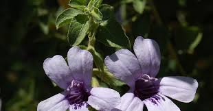 Image result for Dyschoriste thunbergiiflora