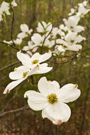 Maybe you would like to learn more about one of these? Pin By Magali Hicks On Great Smoky Mountains Wildlife Dogwood Blossoms Dogwood Unique Trees