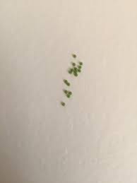 The plant has long, smooth and leathery leaves which can be green to purple in color and are arranged alternately on the stem. Can Anyone Id These Tiny Round Green Eggs Found Them On My Wall Whatisthisthing