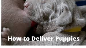 The umbilical cord is a flexible tube that provides the baby with food & oxygen, and it's carries waste away from the baby back to the. How To Deliver Puppies Bichon Frise Simplydogowners