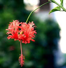 Pin On Garden