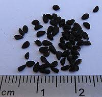 An older english name gith is now used for the corncockle. Habbatus Sauda Wikipedia Bahasa Melayu Ensiklopedia Bebas