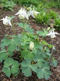 Image result for Aquilegia flabellata ministar