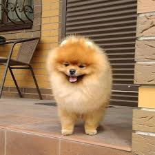 Pomeranian Ankara Home Facebook