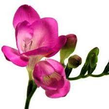 Berry Pink Designer Freesia Flower Fiftyflowers Com Freesia Flowers Wedding Flower Types Wholesale Flowers Wedding
