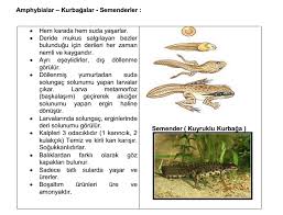 Omurgali Hayvanlar Kurbagalarin Ozellikleri 9 Sinif Biyoloji Canli Alemleri Ve Ozellikleri Konu Anlatim Sunusu 2019 2020