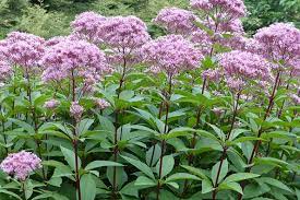 Keep the soil consistently moist, and transplant seedlings as soon as they reach a height of several inches. Eutrochium Fistulosum Joe Pye Weed